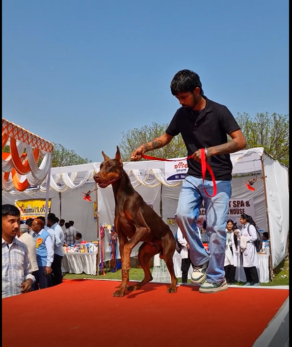 Dog Ramp Walk — Doberman at Dog Show 2026